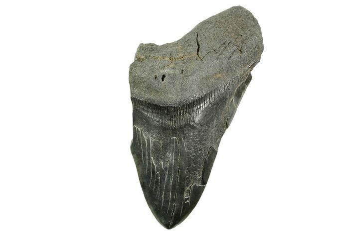 Partial Fossil Megalodon Tooth - South Carolina #365811